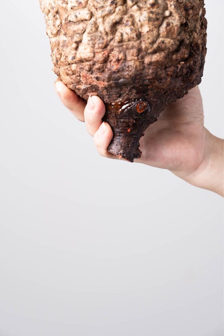 KP108 オペルクリカリア パキプス コーデックス ベアルート株　枝カット済み