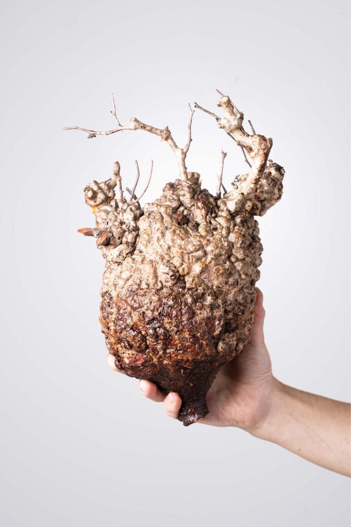 KP108 オペルクリカリア パキプス コーデックス ベアルート株　枝カット済み