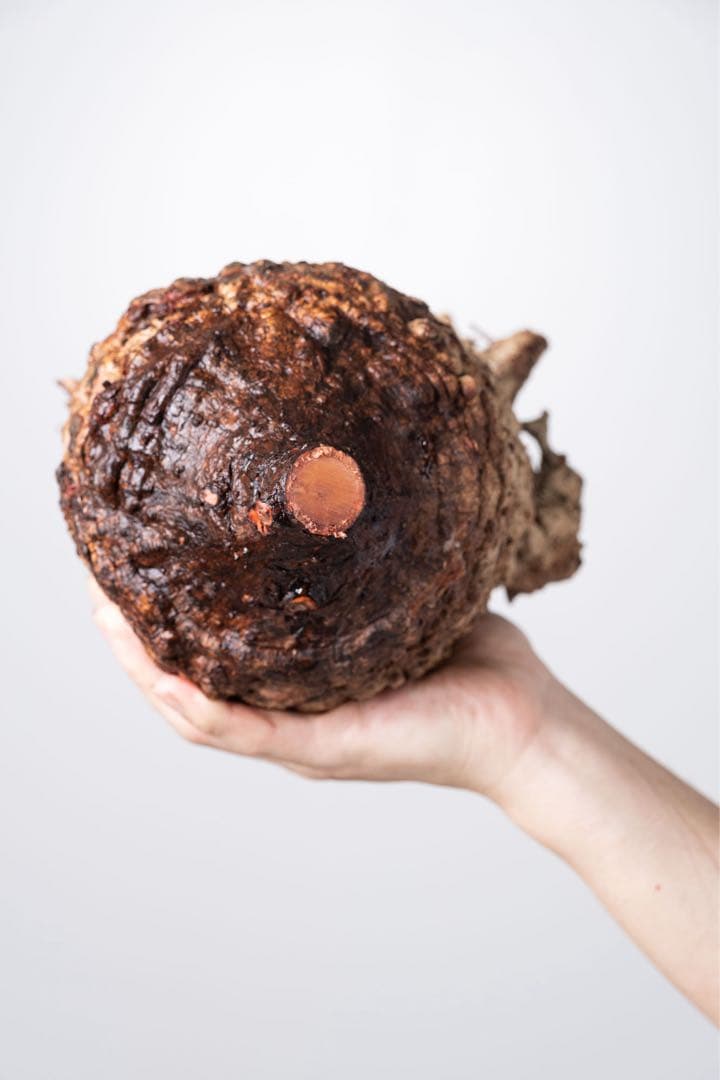 KP108 オペルクリカリア パキプス コーデックス ベアルート株　枝カット済み