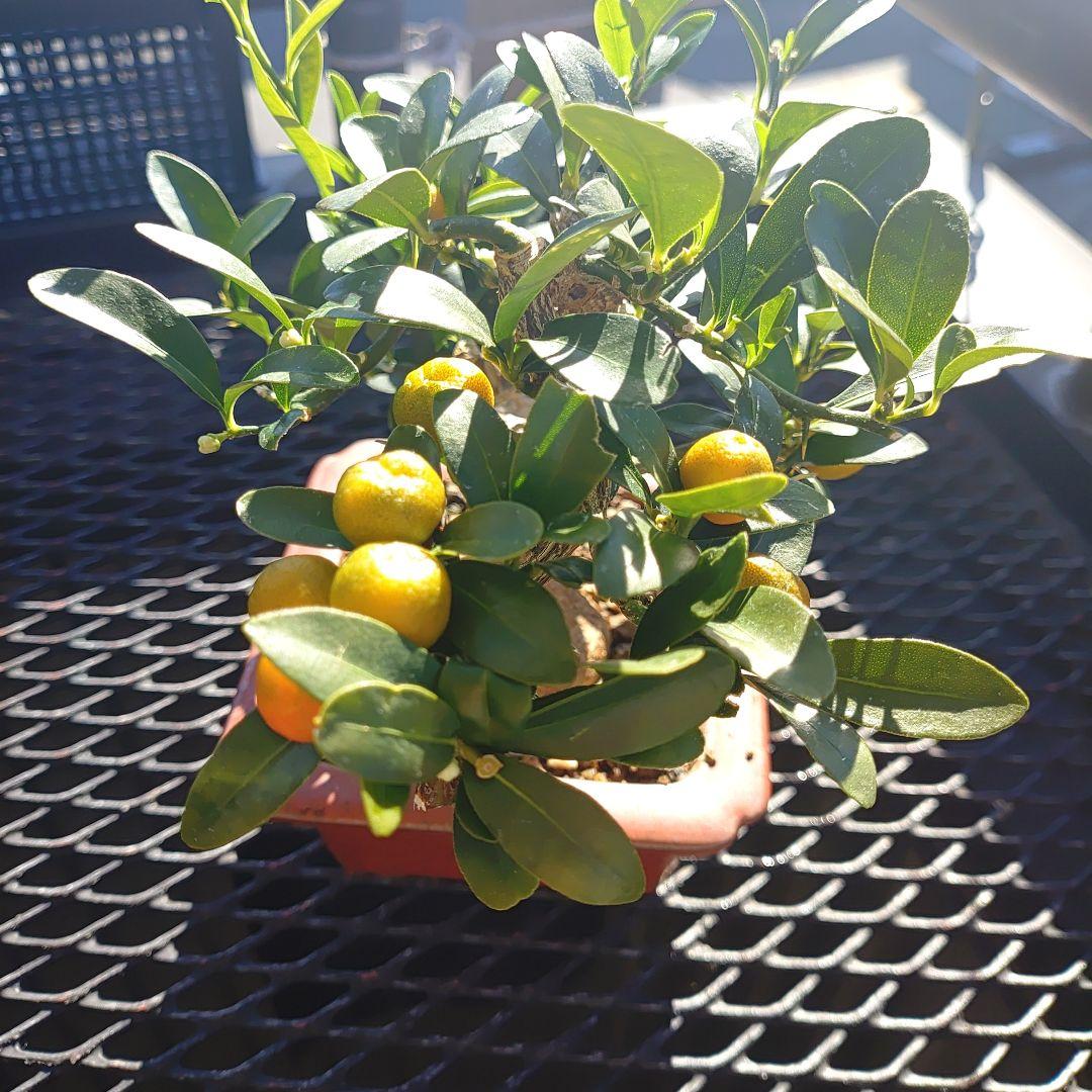 小品盆栽　金豆　キンズ