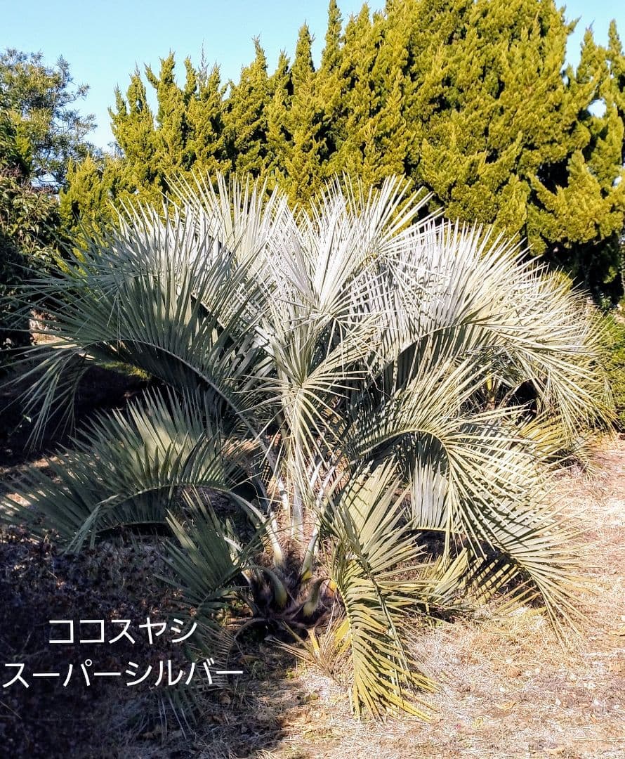 ココスヤシ　(343)　※スーパー　シルバーリーフ