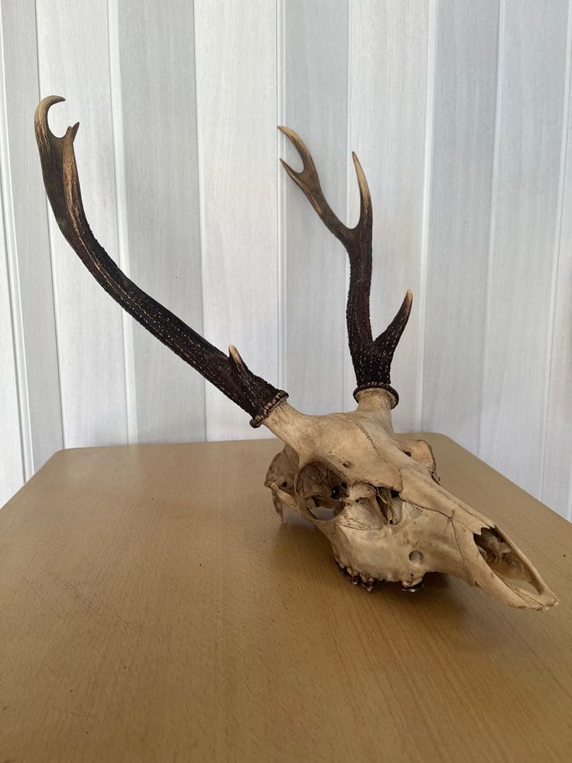 天然日本鹿 角 ハンティングトロフィー