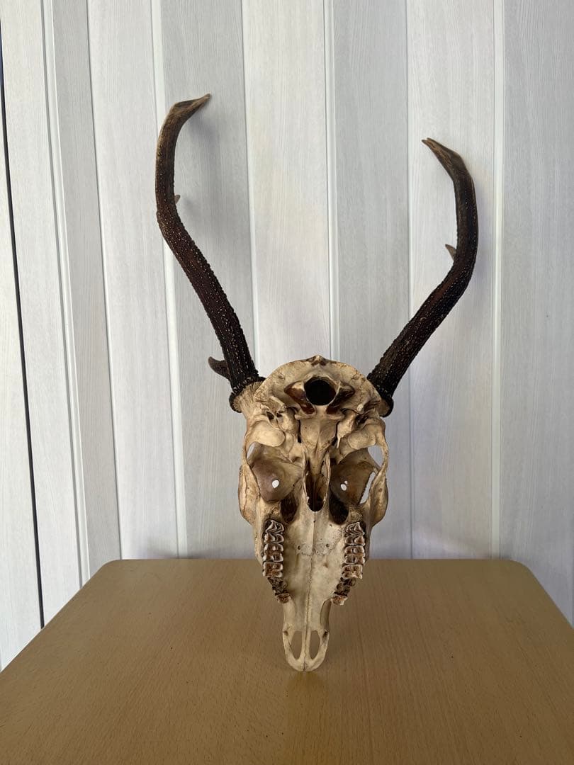 天然日本鹿 角 ハンティングトロフィー