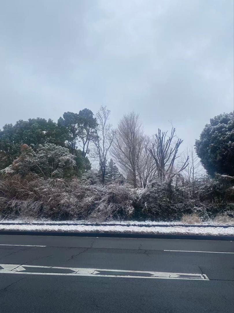 ミキハウススニーカー17HOT BISCUITSスニーカー　兎　キッズスニーカー