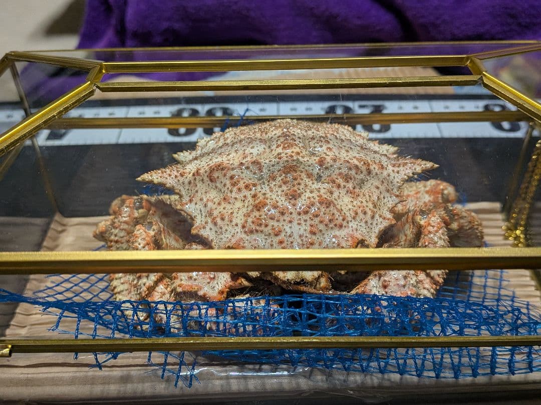 立体リアル標本飾り　トゲクリガニ　クリガニ　青森県産　陸奥湾　ガラスケース入り品