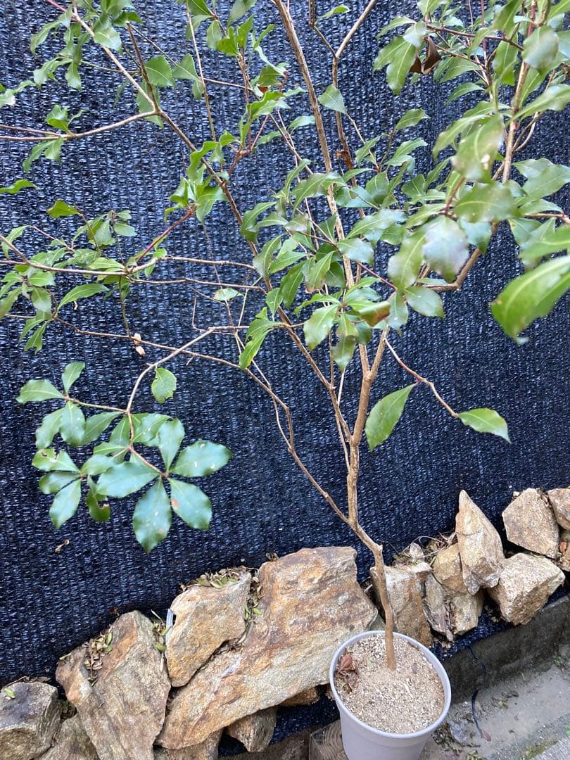 山採り　アセビ　馬酔木　約　170センチ