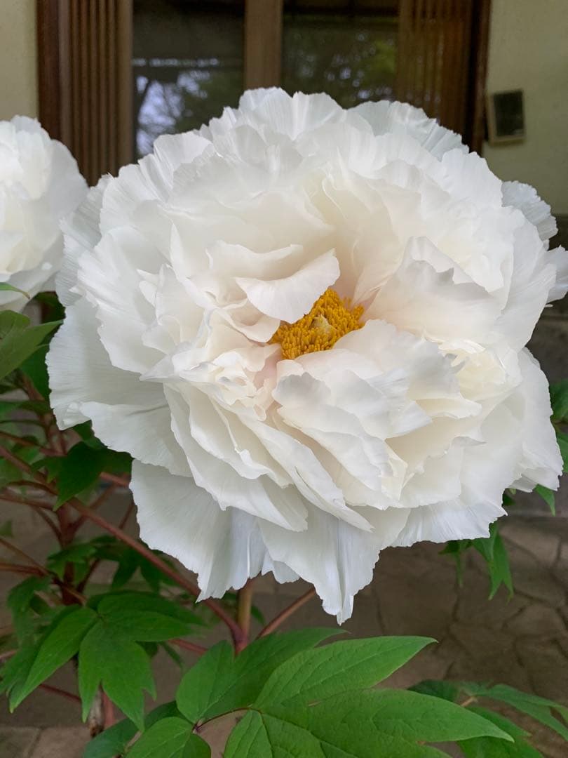 牡丹 連鶴 豪華多弁 大輪咲き 鉢ごと発送