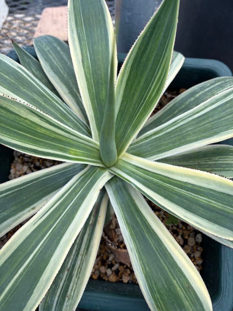 メルカリ便発送‼︎　ブルーフレーム　縞斑　鉢付き発送‼︎