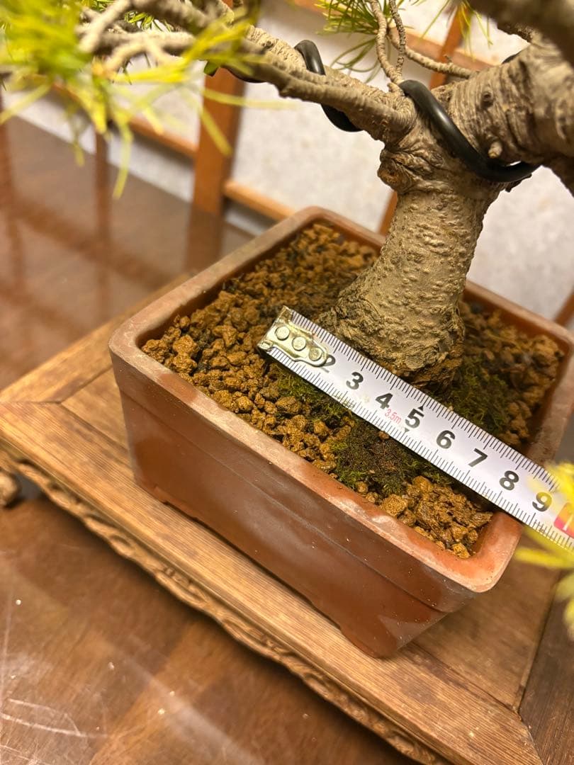 五葉松盆栽❗️見応えアリ❗️