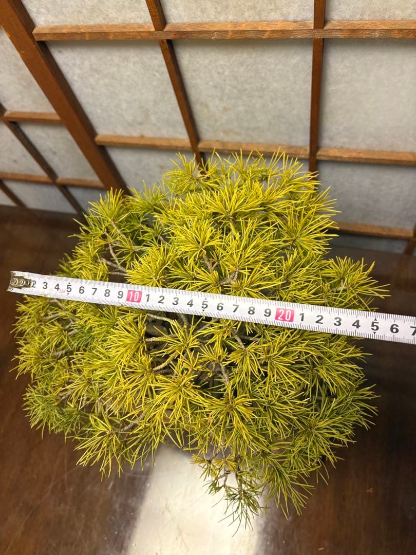 五葉松盆栽❗️見応えアリ❗️