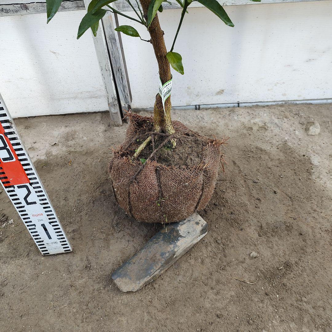 ロ*ゲ様 【04】津之輝 3年生 登録品種 実つき！