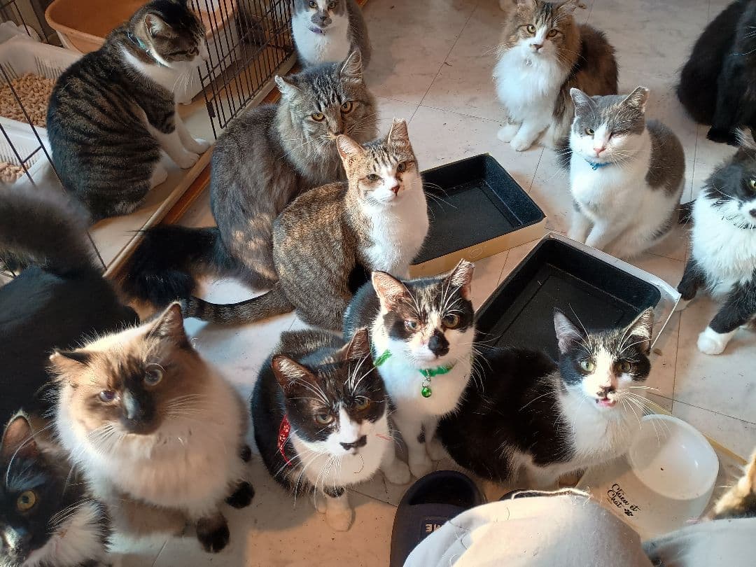 キャットスマック またたび応募券 100口分 500枚