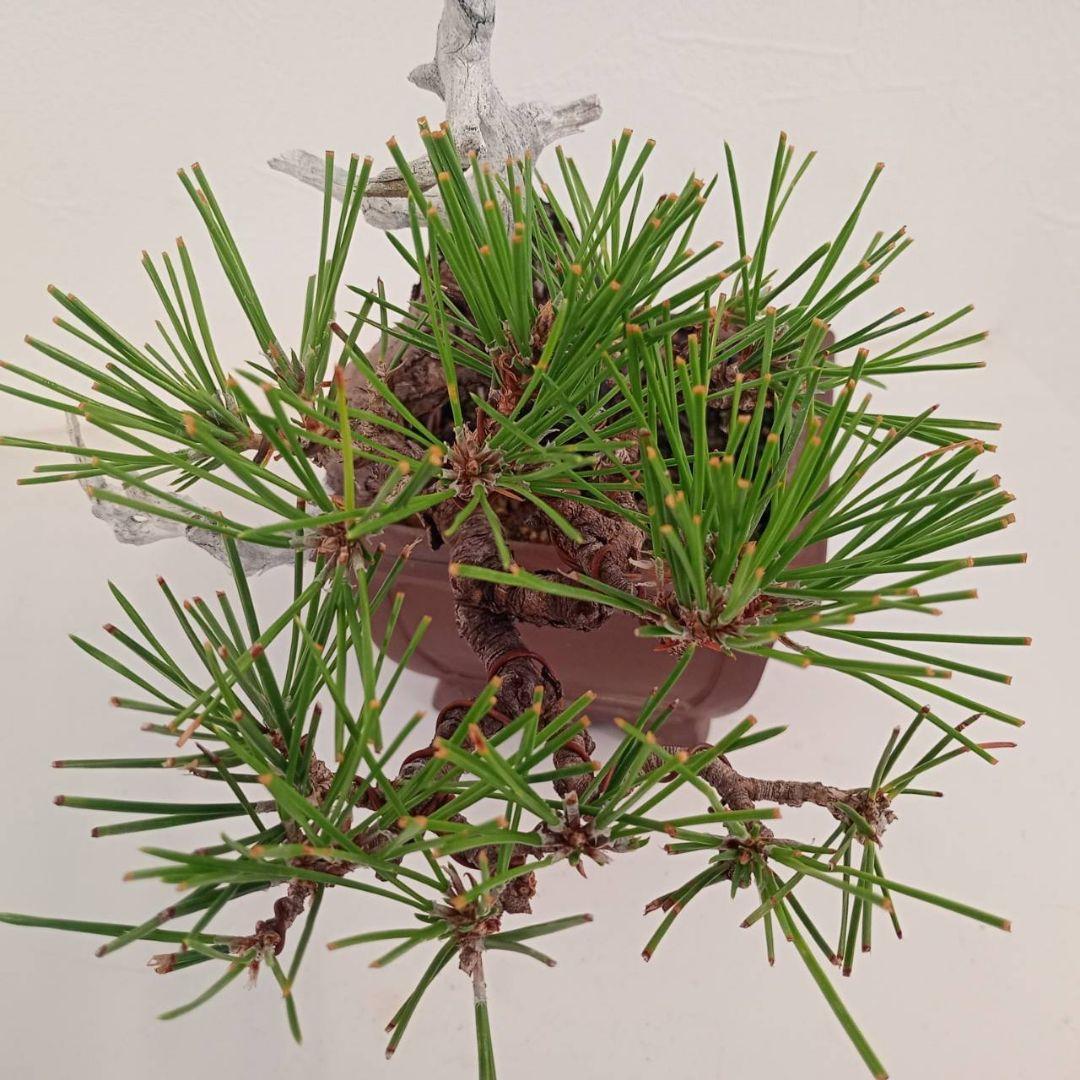 盆栽 黒松 樹高鉢底から天じんまで約17cm