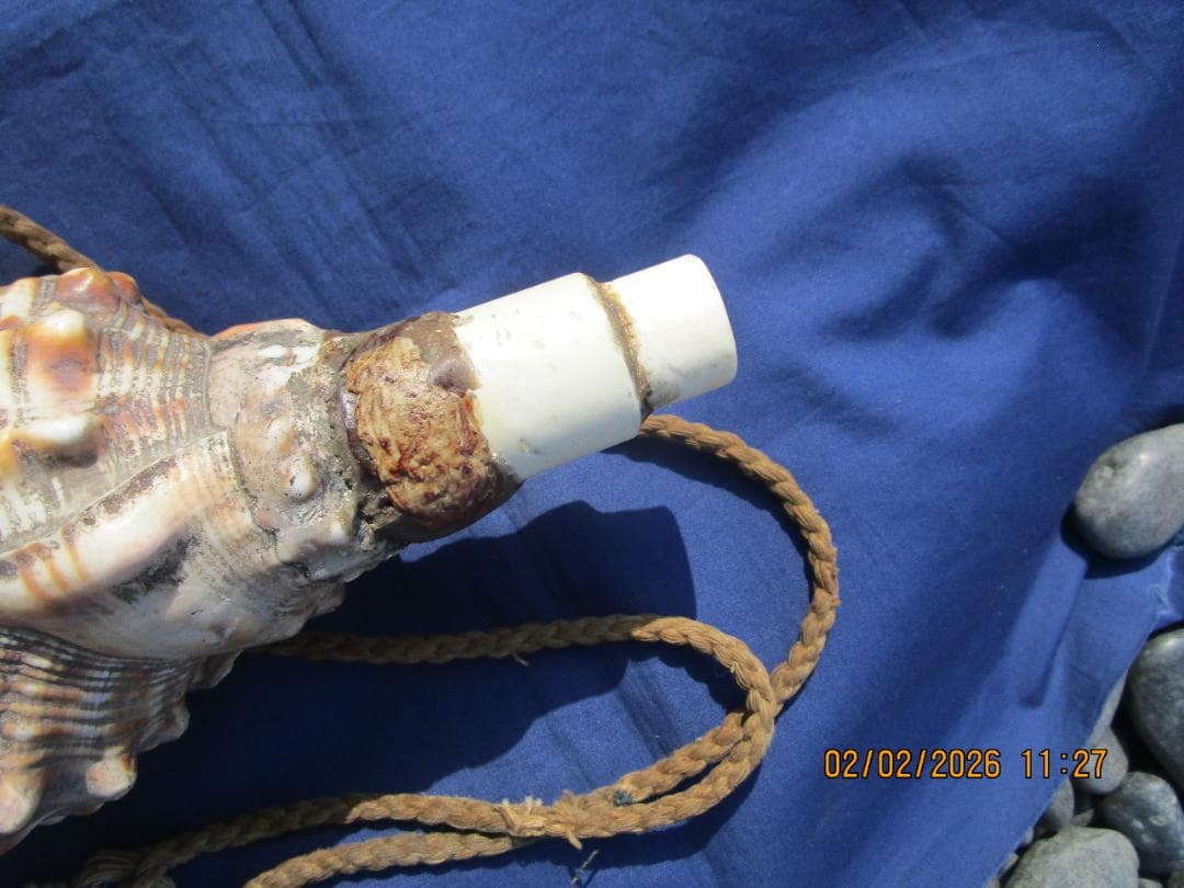 法螺貝　ホラ貝　紐付き　山伏必需品　1個