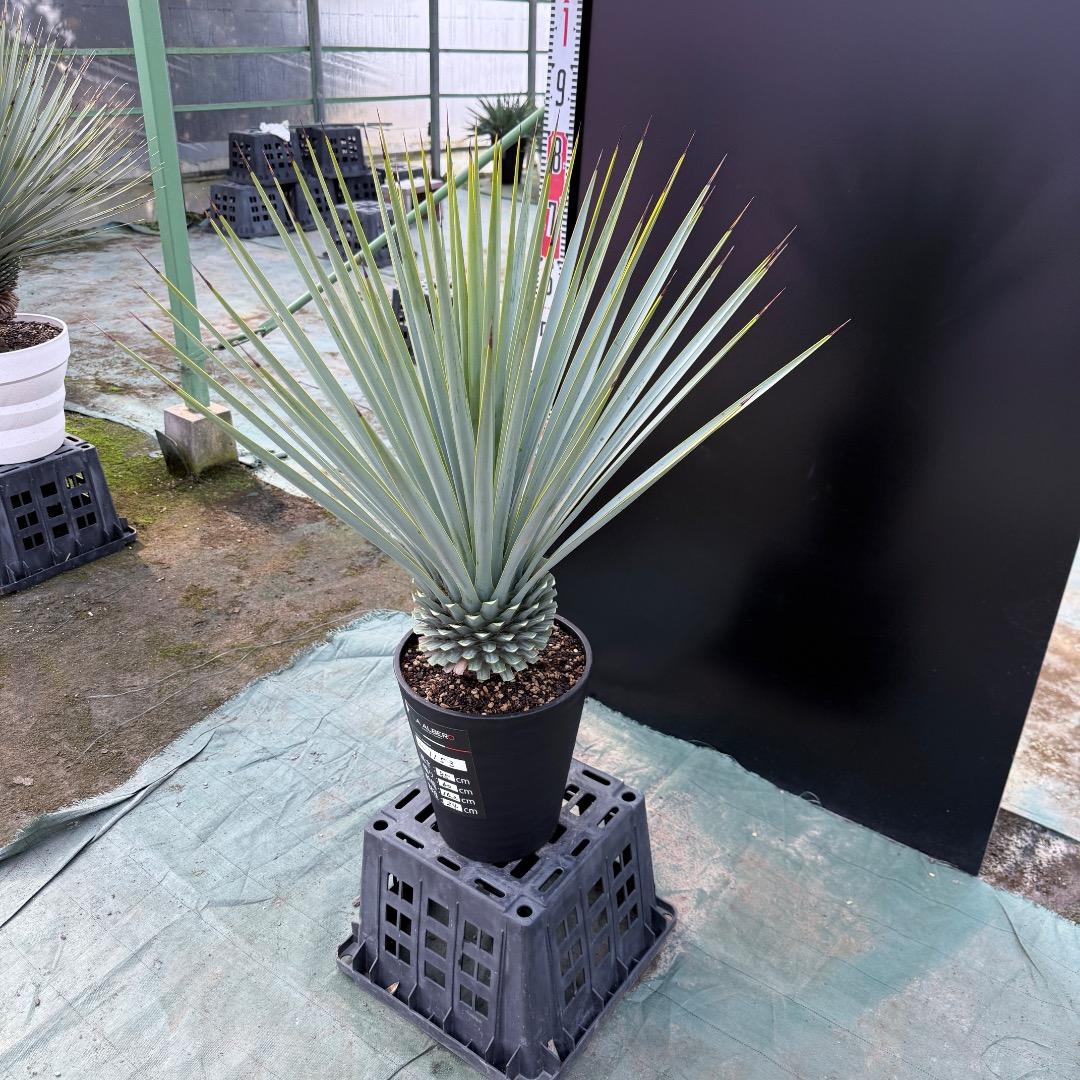 【AL1153】ユッカ　リギダ　24cm鉢