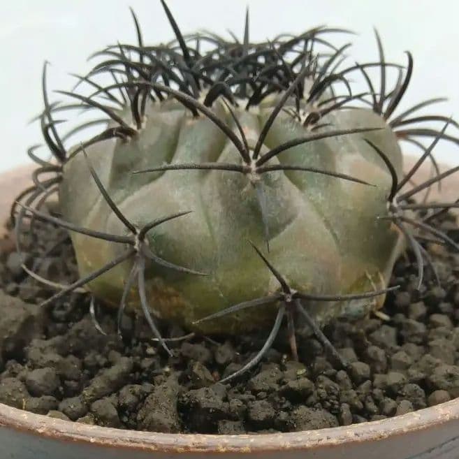 【特美球】グリセオビオラセア 栗星玉 自根苗 鉢ごと発送 国内繁殖苗 コピアポア