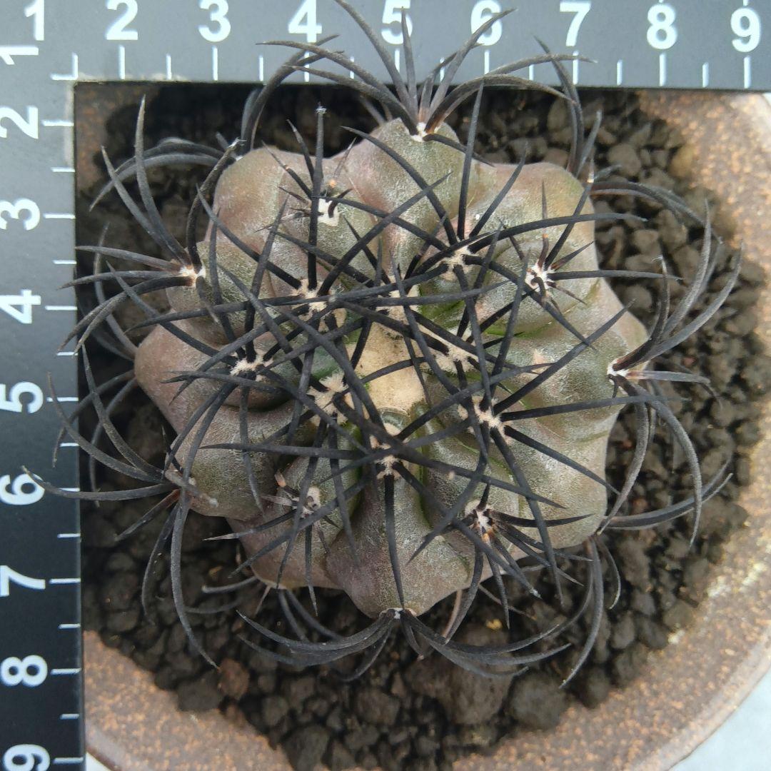 【特美球】グリセオビオラセア 栗星玉 自根苗 鉢ごと発送 国内繁殖苗 コピアポア