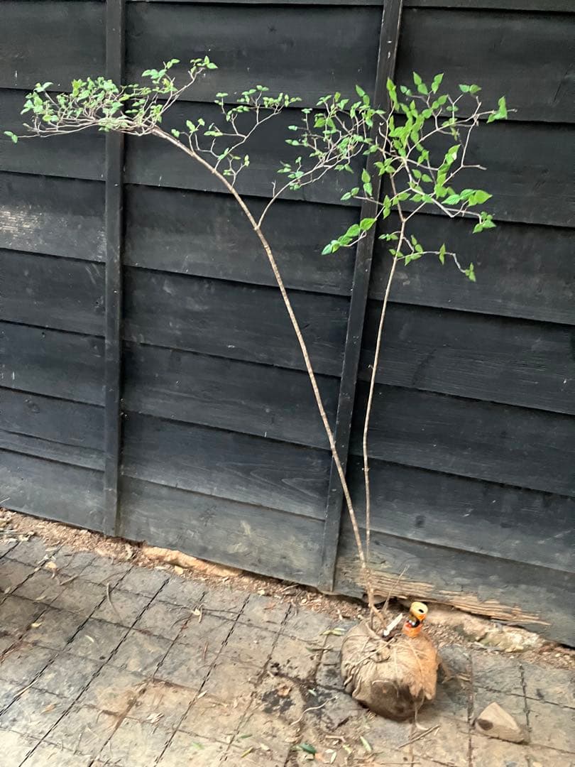 20 山採り　オトコヨウゾメ