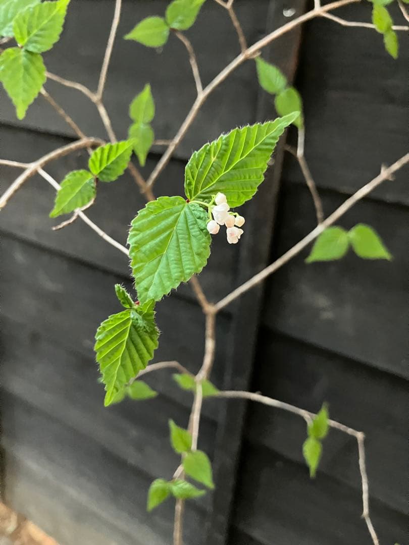 20 山採り　オトコヨウゾメ
