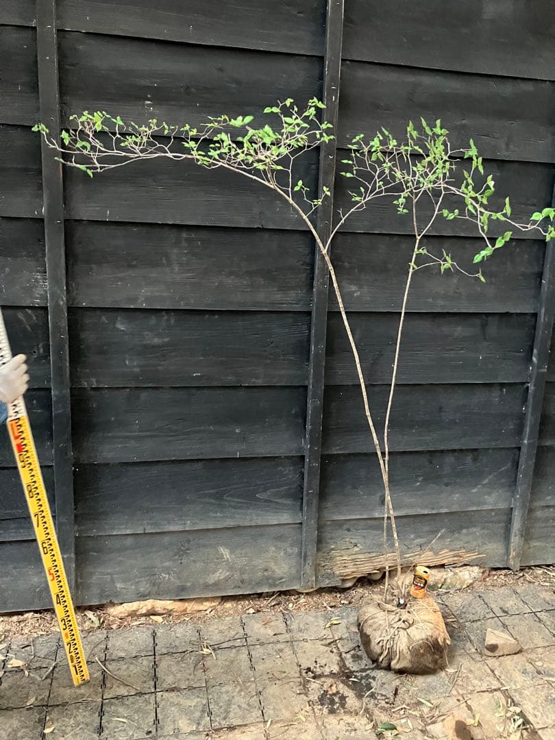 20 山採り　オトコヨウゾメ