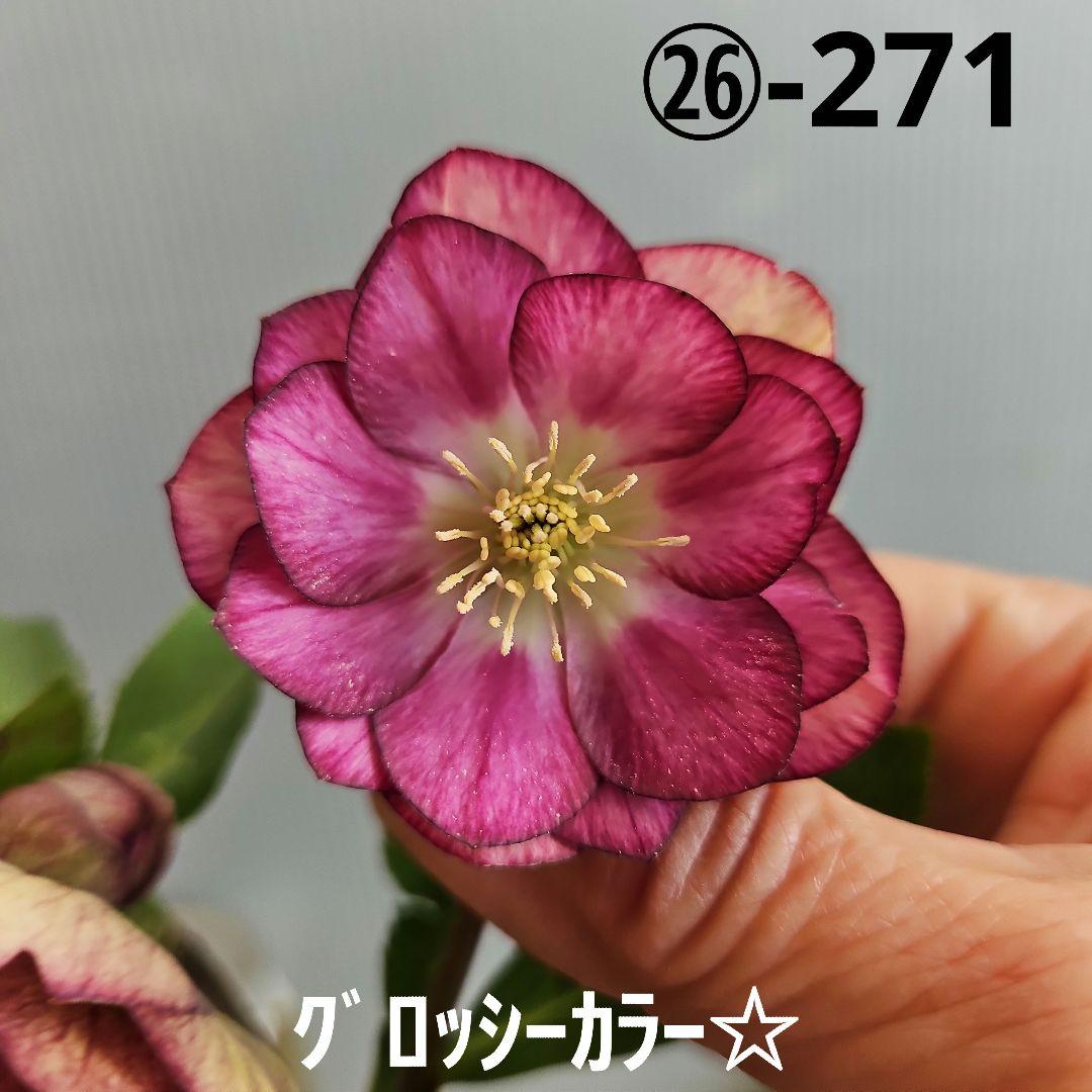 ㉖-271クリスマスローズ