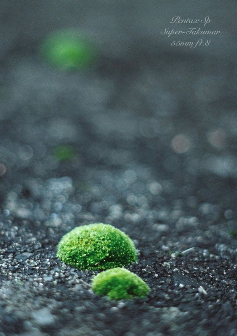 pentax sp フルセット★完動品＊美品＊初期保証付！★作例多数