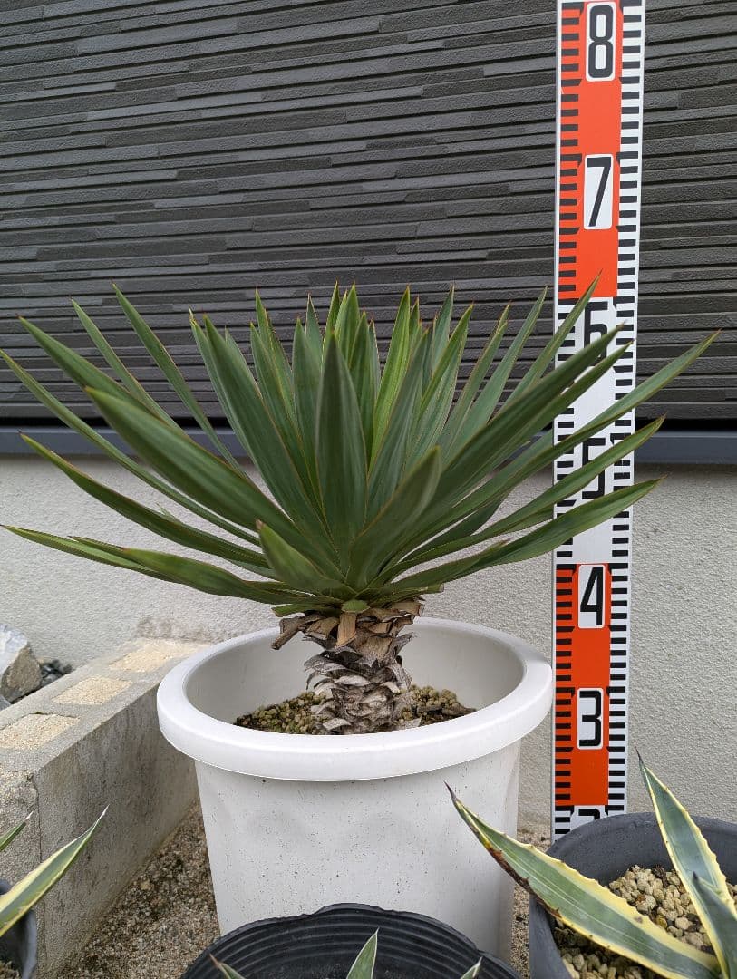 h*d様 ドライガーデン　セット　【ロファンサ、ケルチョベイ、アメリカーナ錦、グ