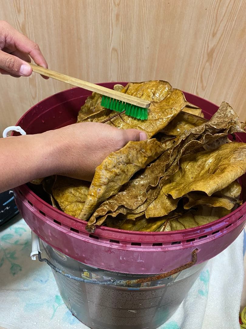 沖縄県やんばる産マジックリーフ 2kg UV殺菌灯照射済み①