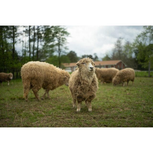 105 　未使用　デッドストック　ジュピター 8 　2/50 L39アダプター付