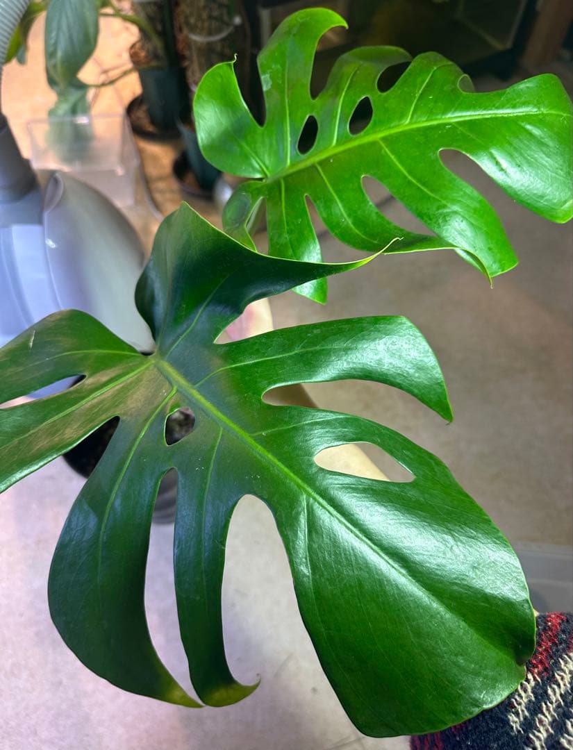 モンステラスケルトン　ボトムカット