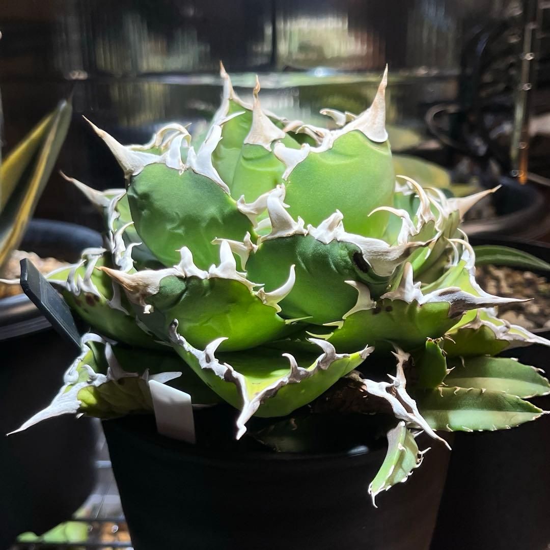 【極上品】 アガベ 金鯨 チタノタ　大株