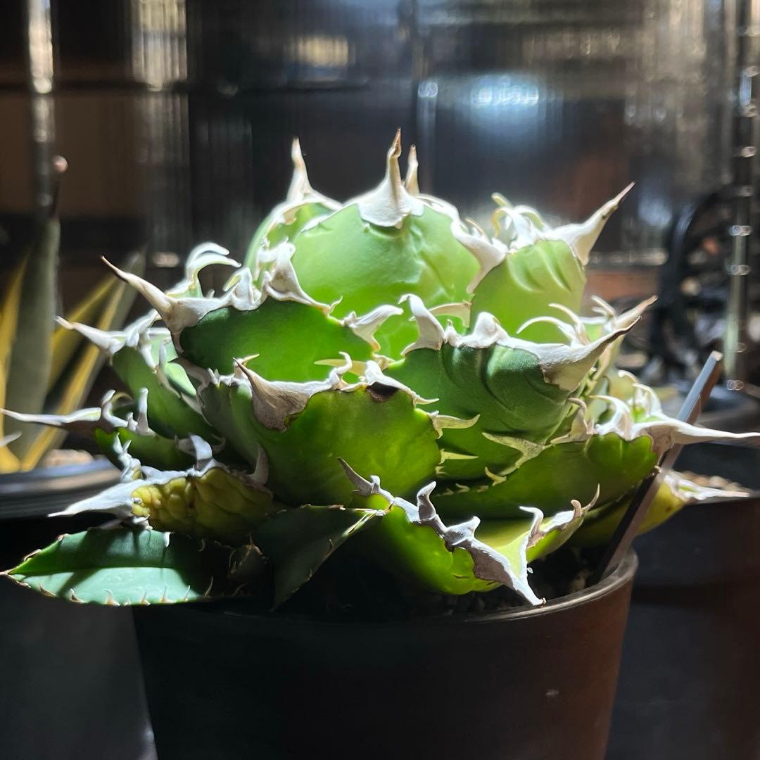 【極上品】 アガベ 金鯨 チタノタ　大株