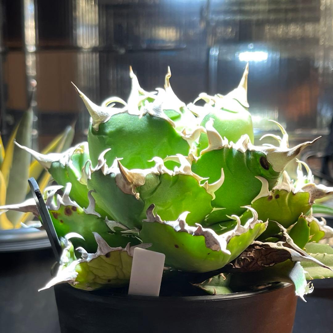 【極上品】 アガベ 金鯨 チタノタ　大株