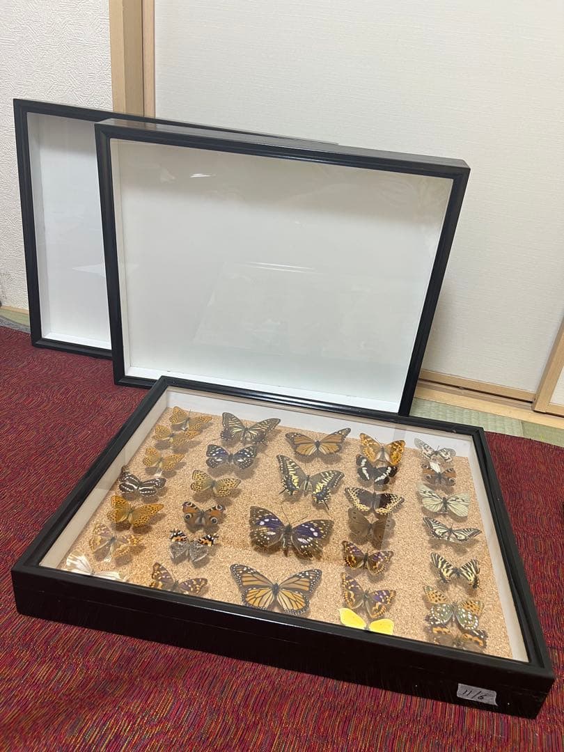 ドイツ空箱2点と蝶標本1点3セット 黒50x42x6cm蝶か30匹現状品のみ