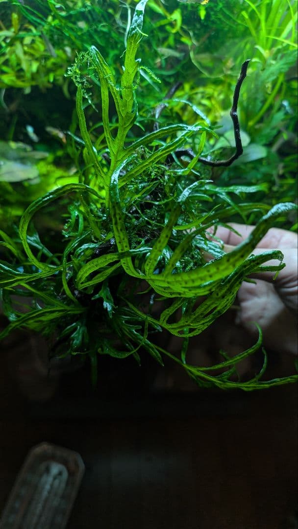 ミクロソリウムトライデント50葉以上とウィローモスが自然活着の2本組ブランチ流木