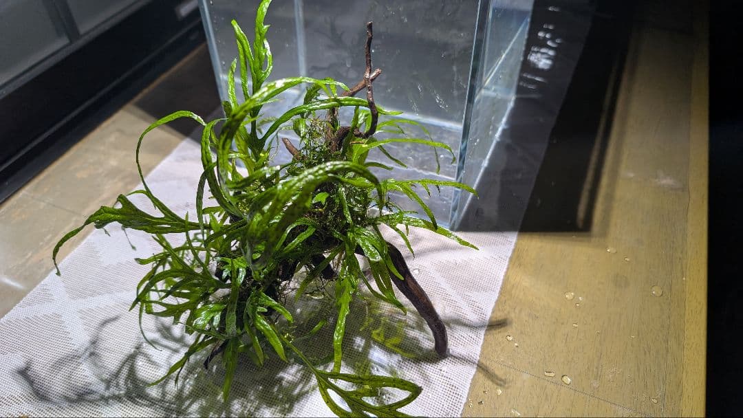 ミクロソリウムトライデント50葉以上とウィローモスが自然活着の2本組ブランチ流木