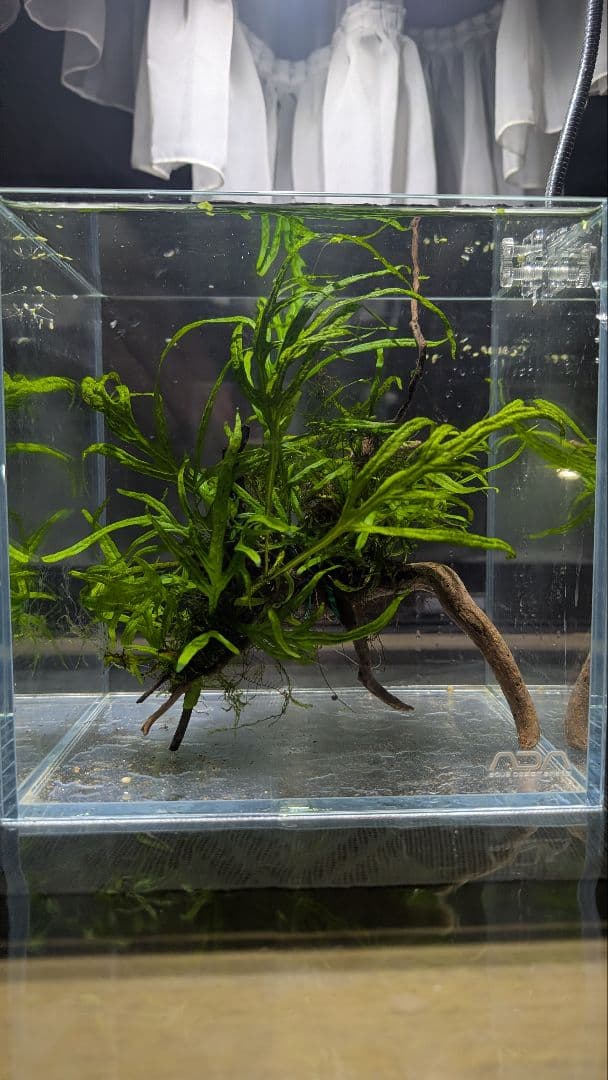 ミクロソリウムトライデント50葉以上とウィローモスが自然活着の2本組ブランチ流木