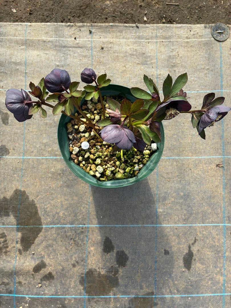 16日まで　クリスマスローズ　ダーク系　セミダブル　７寸　お値下げ可能