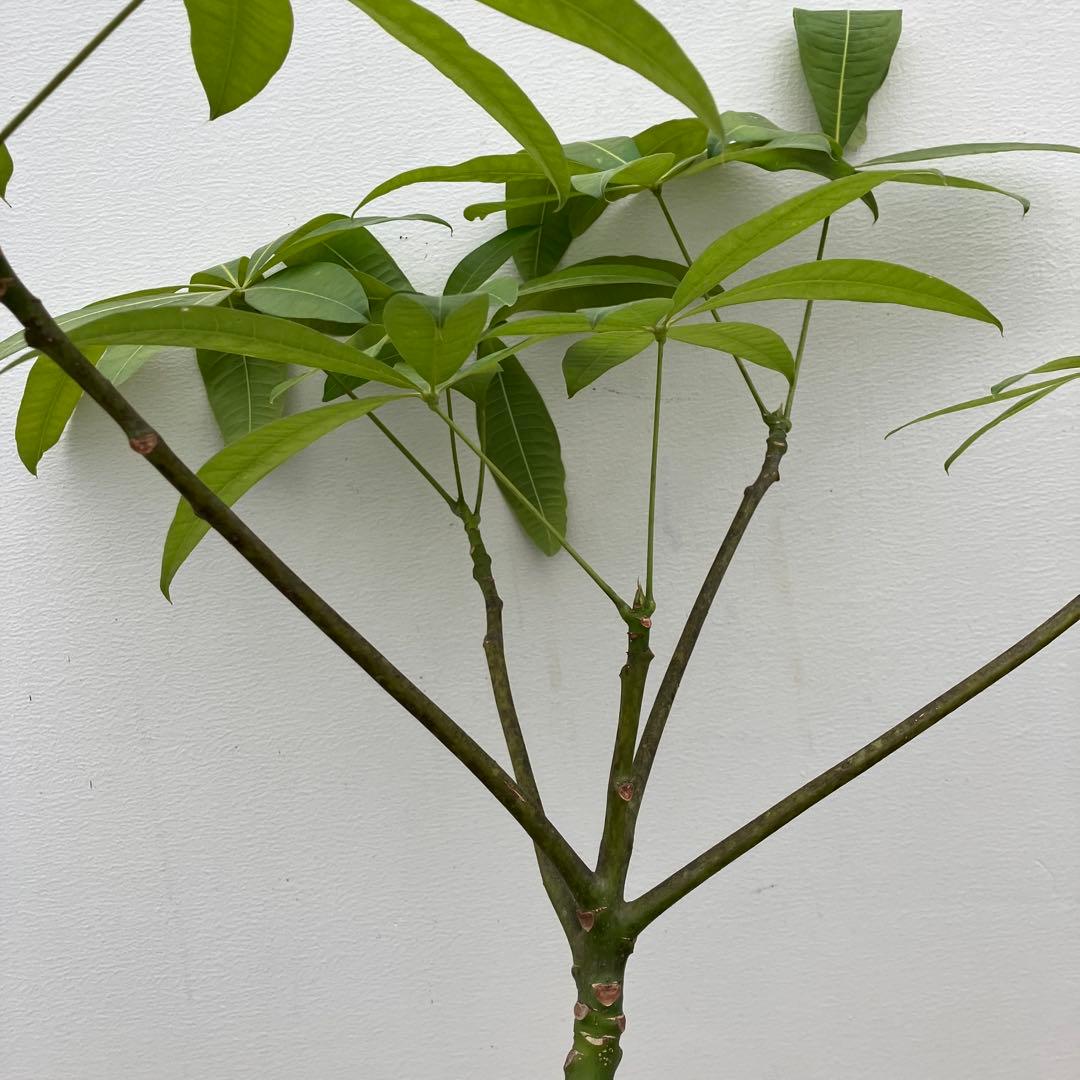 パキラ　パラソル仕立て