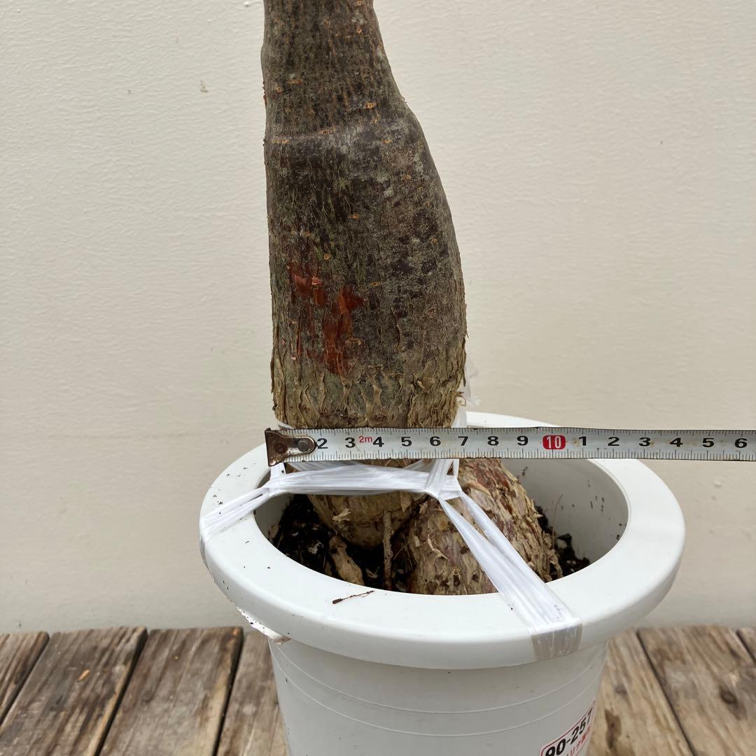 パキラ　パラソル仕立て