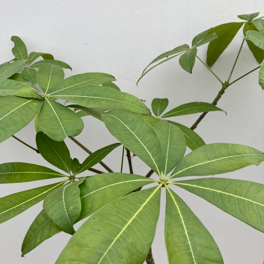 パキラ　パラソル仕立て