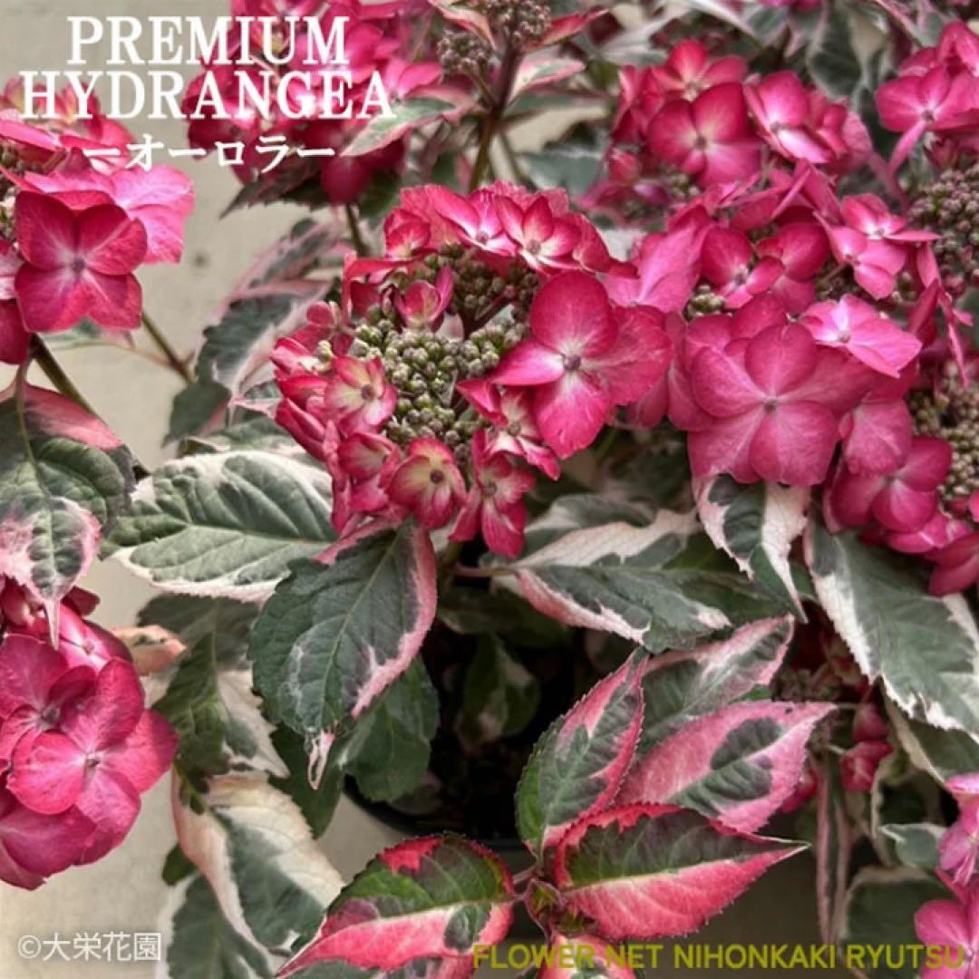 ラグランジア　紫陽花　カラフルランジア　斑入り多花性　5種　鉢ごとタグ付き
