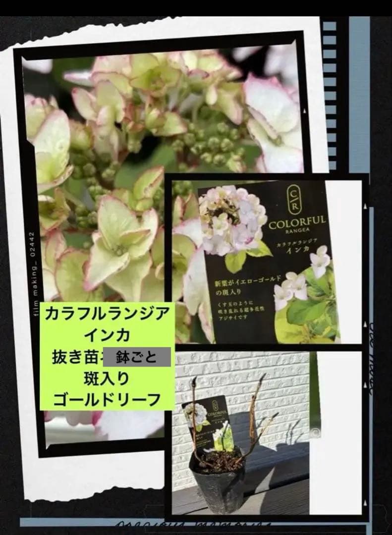 ラグランジア　紫陽花　カラフルランジア　斑入り多花性　5種　鉢ごとタグ付き