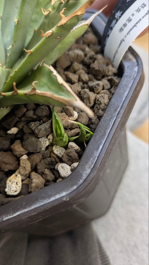 【希少】親株　アガベ　妖炎×黒帝斯　ハイブリッド　子株付　土田制所　実生オアハカ