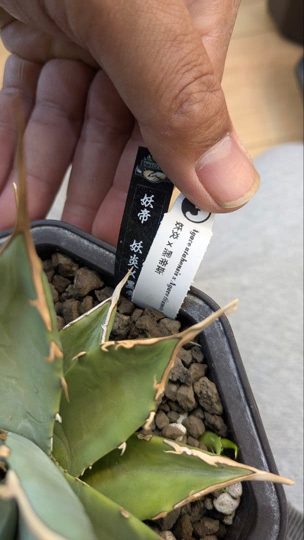 【希少】親株　アガベ　妖炎×黒帝斯　ハイブリッド　子株付　土田制所　実生オアハカ