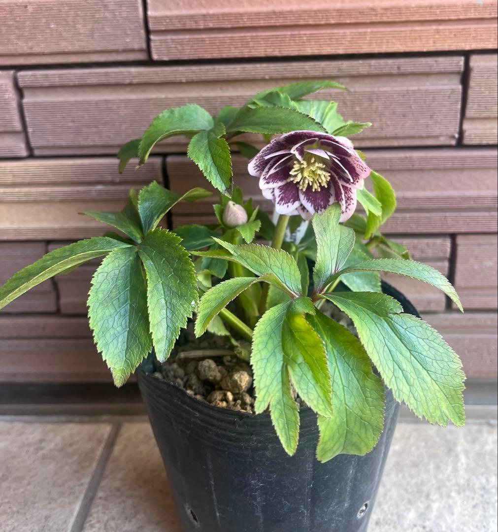 大木ナーサリー デュメ系 フルスポットdd