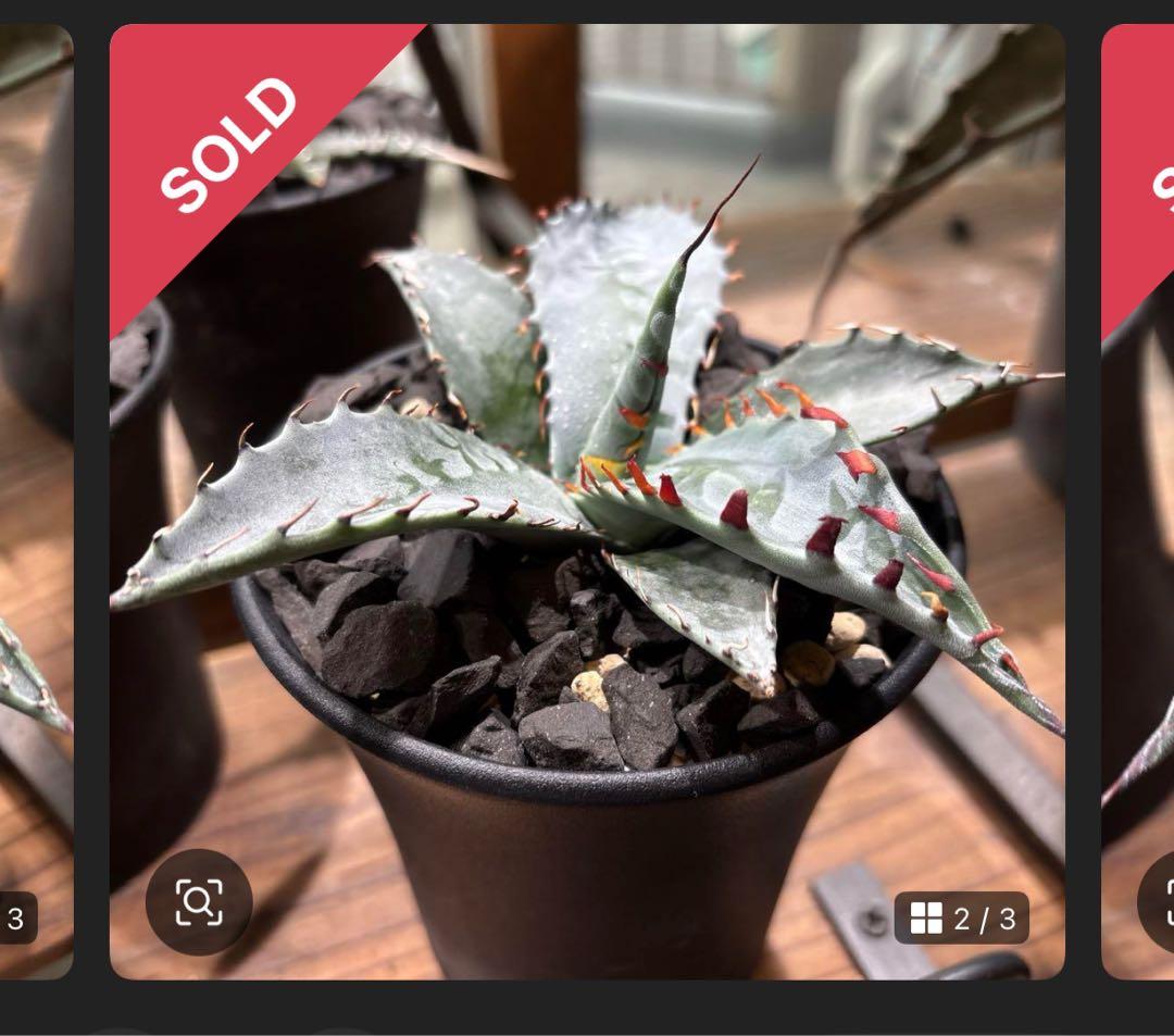 アガベ　ゼブラスクエアトゥース　子株　ゼブラ