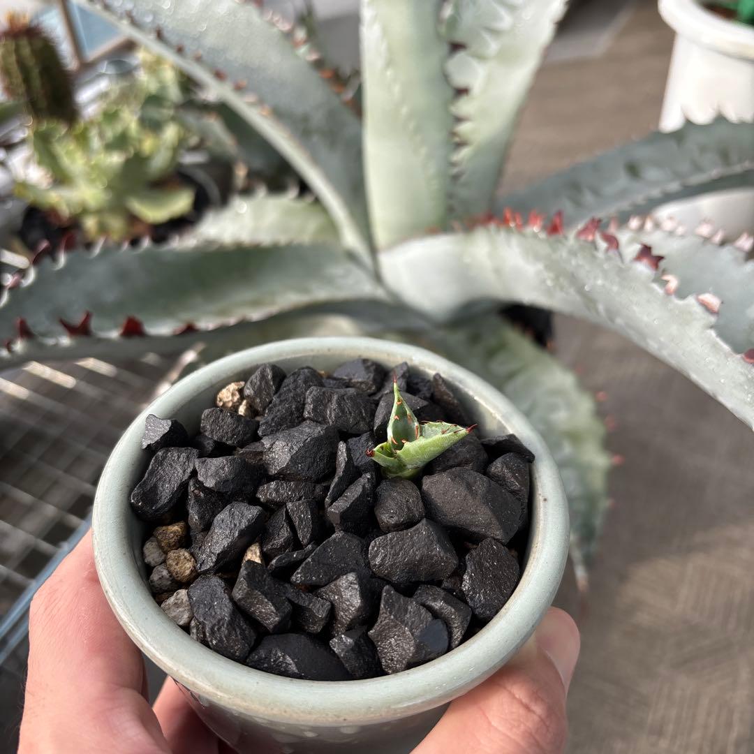 アガベ　ゼブラスクエアトゥース　子株　ゼブラ