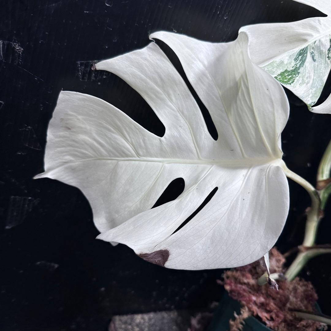 な*け様 斑入りモンステラ ホワイトタイガー極美大株54cm白斑多