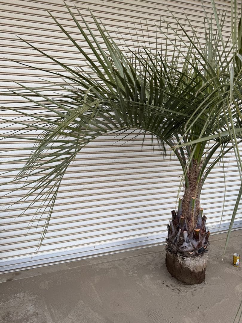 送料込み　ココスヤシ シルバーリーフ　サイズ特大　幹極太　形状良